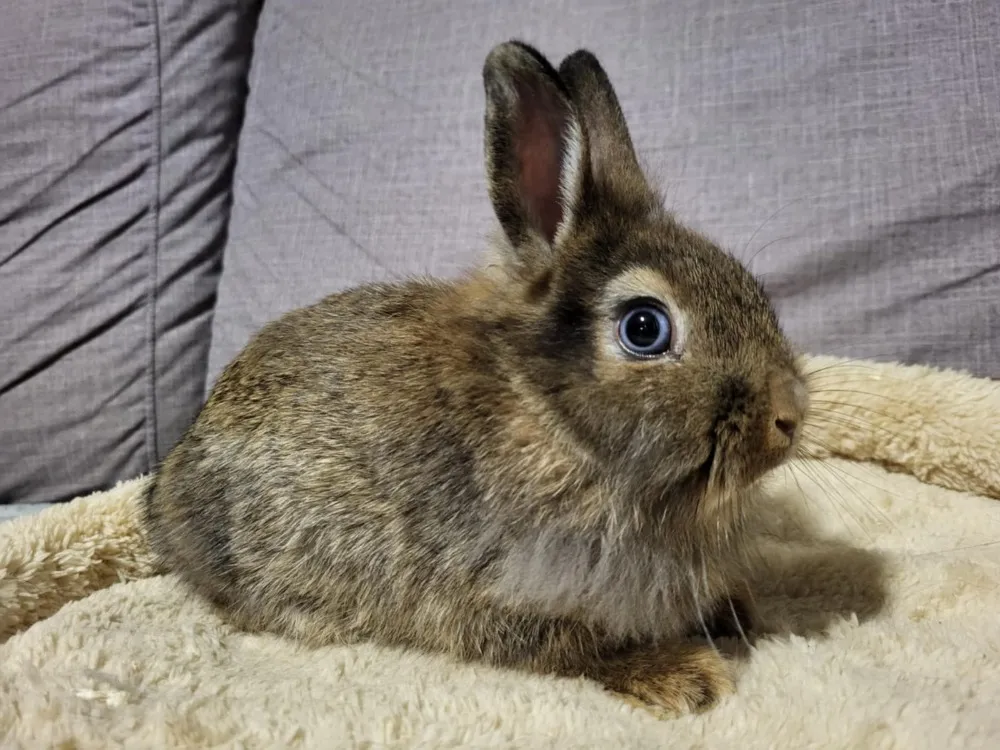 À l'adoption : Jasmine