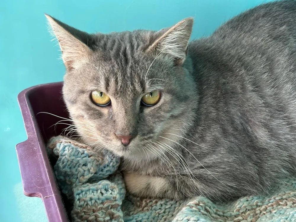 À l'adoption : Zamzam