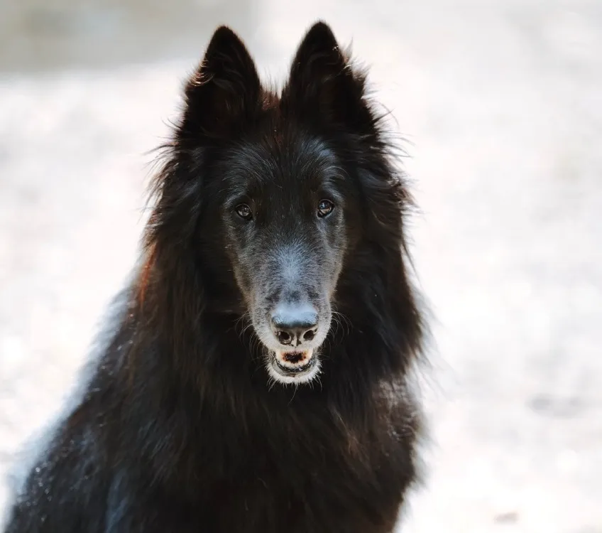 À l'adoption : Talco