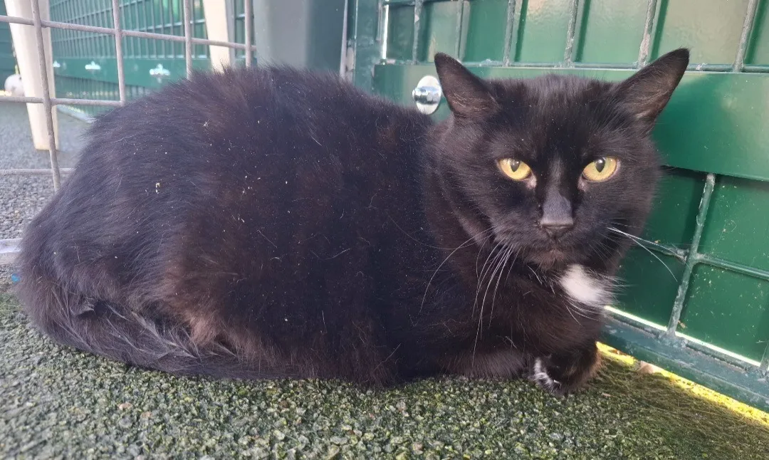 À l'adoption : Fredde