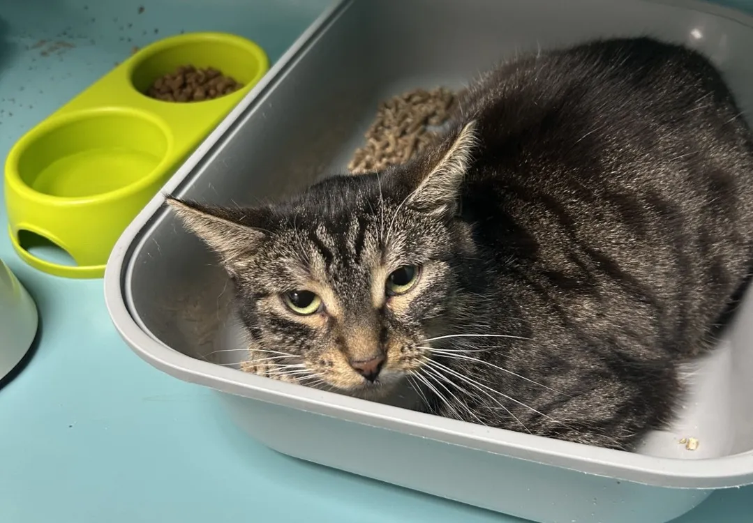 À l'adoption : Duchesse