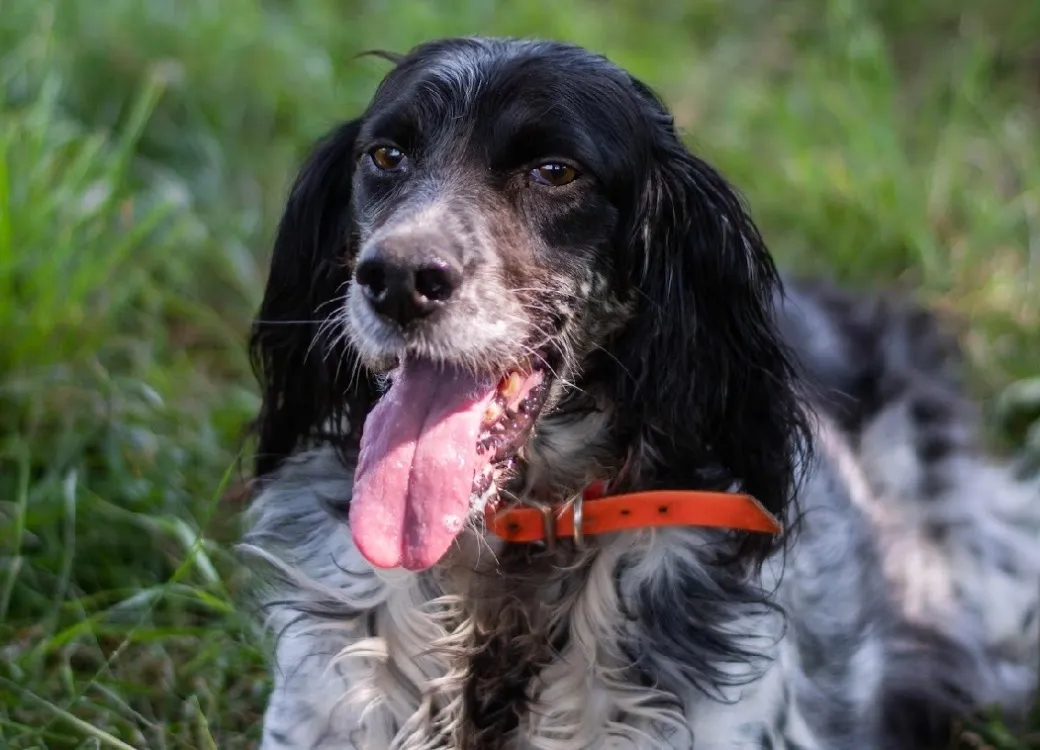 À l'adoption : June