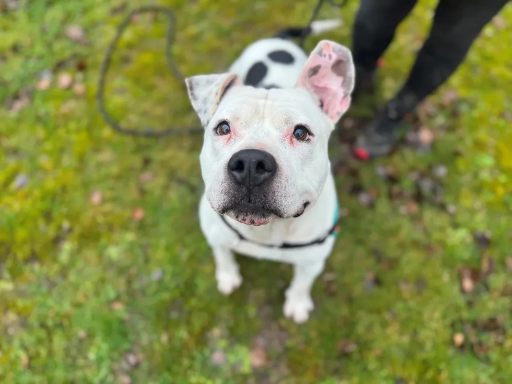 À l'adoption : RepeatOaa19928