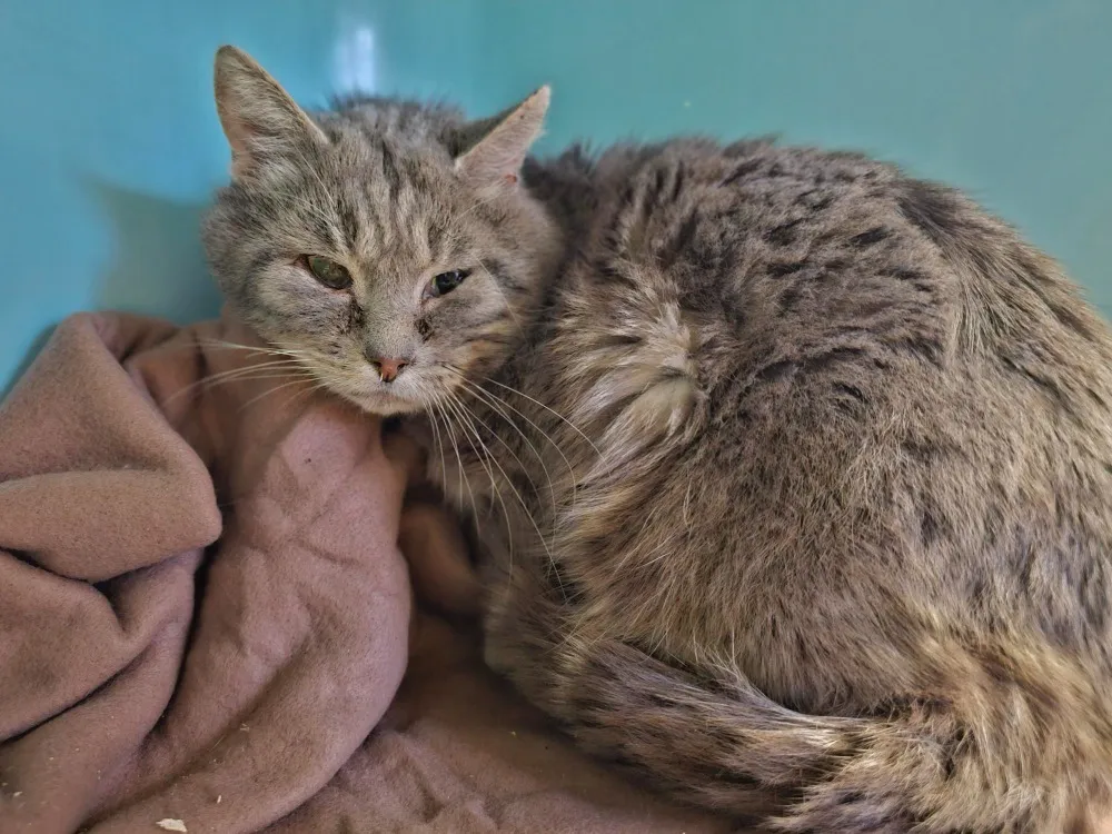 À l'adoption : Souris