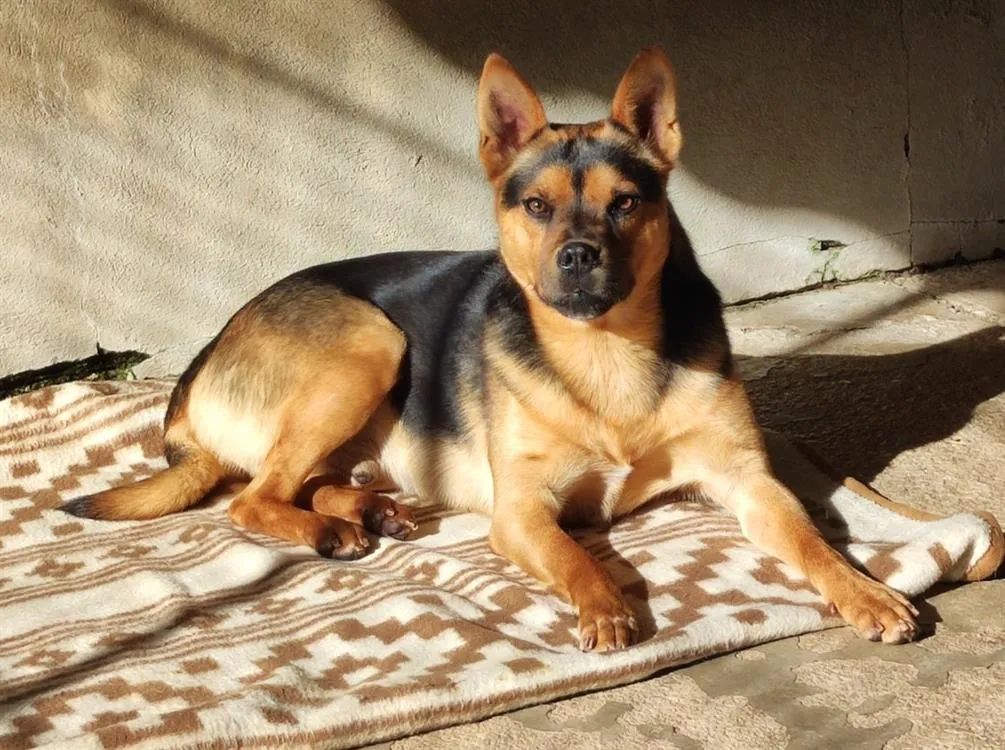 À l'adoption : Ghost