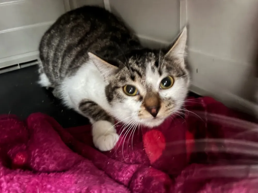 À l'adoption : Gordon