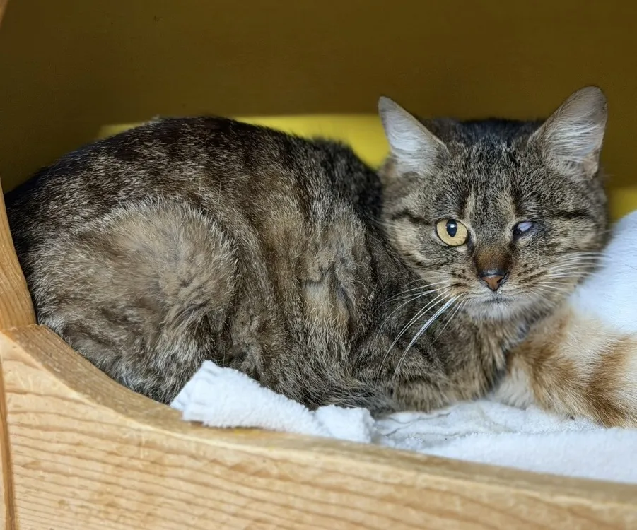 À l'adoption : Isis Cab5132