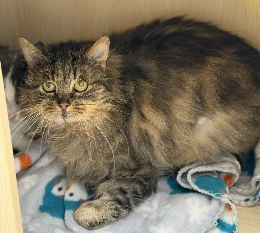 À l'adoption : Venus Cab5129