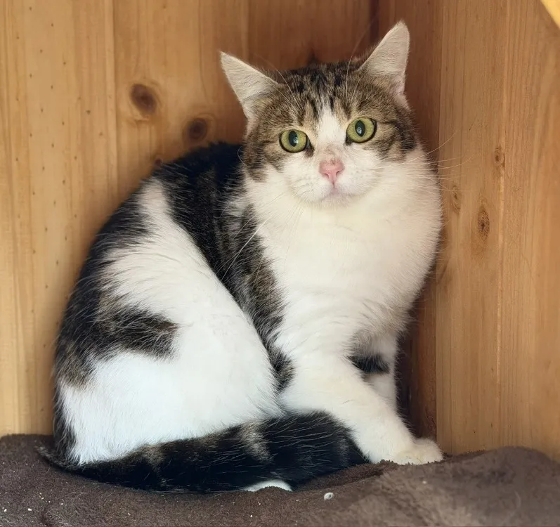 À l'adoption : Milka Cab5167