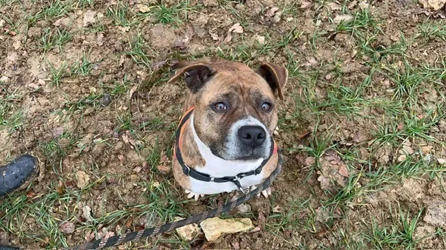 À l'adoption : ScarlettOaa19926