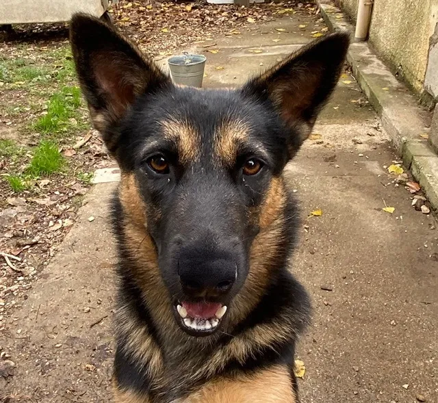 À l'adoption : Texas