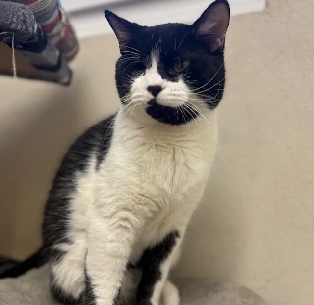 À l'adoption : Bangui Pab28498