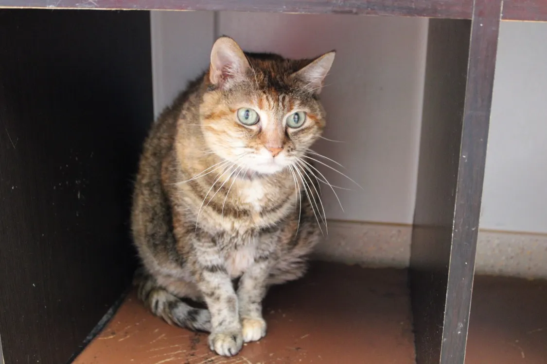 À l'adoption : Chipie