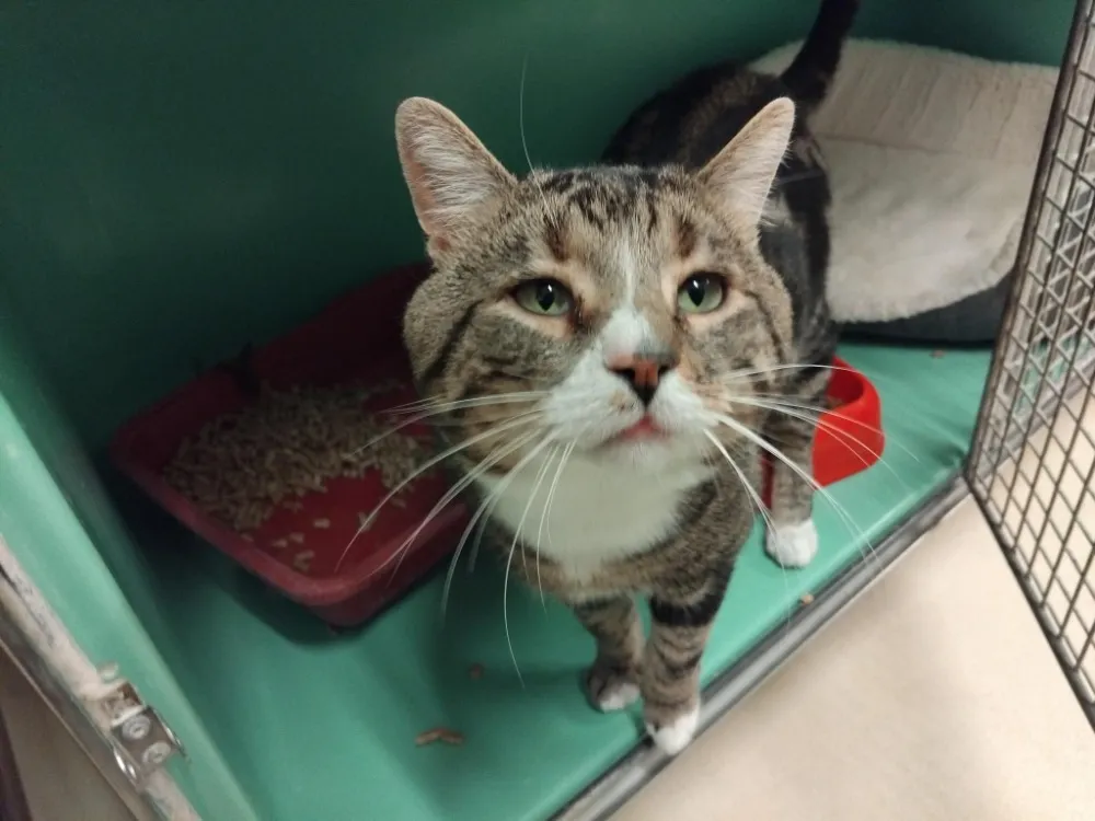 À l'adoption : Confetti Pab28502