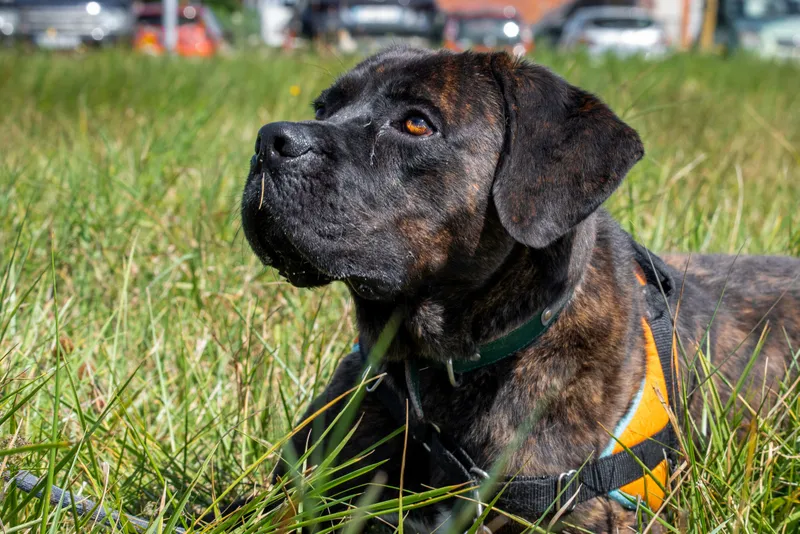 À l'adoption : Socks