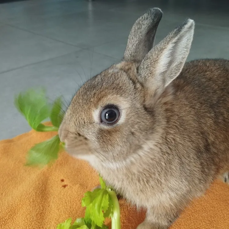 À l'adoption : Gaufrette