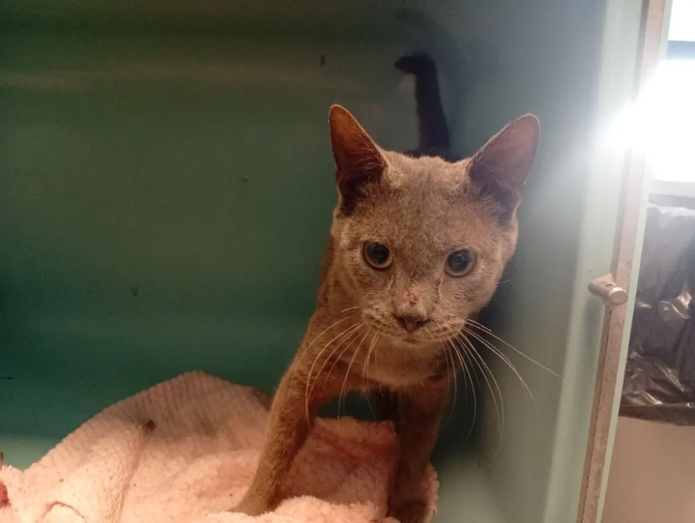 À l'adoption : Josh