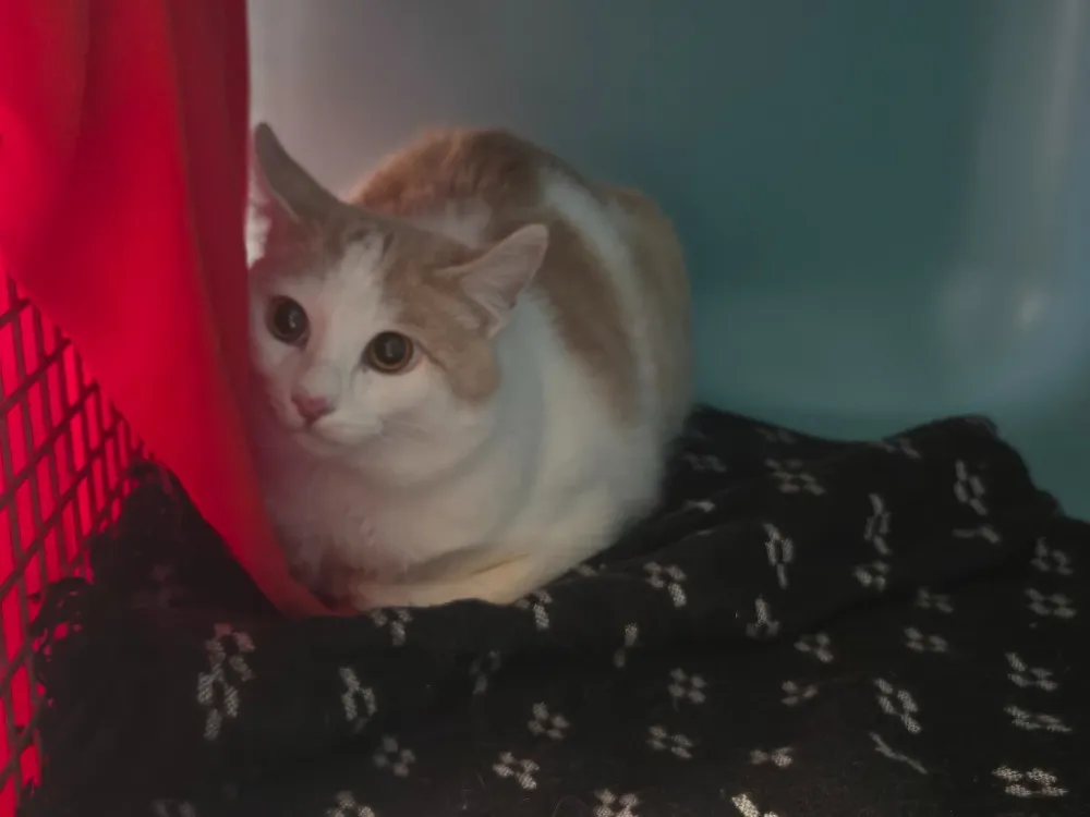 À l'adoption : Aulne