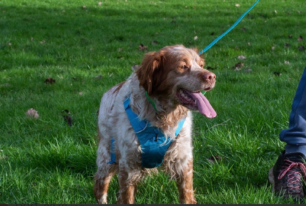 La SPA – Refuge de Vannes - LA SPA
