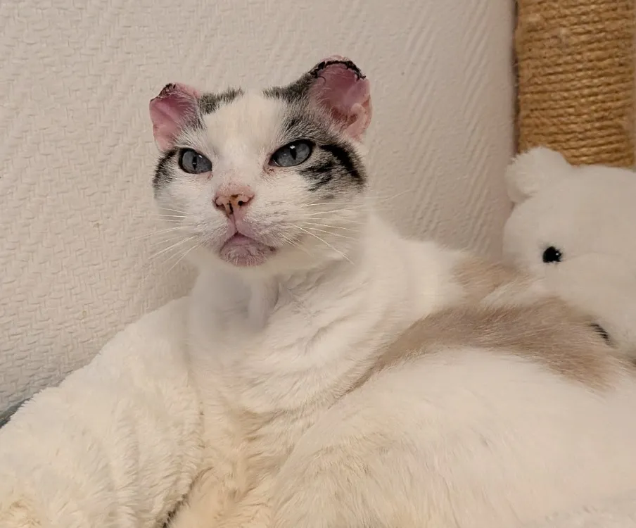 À l'adoption : Malo