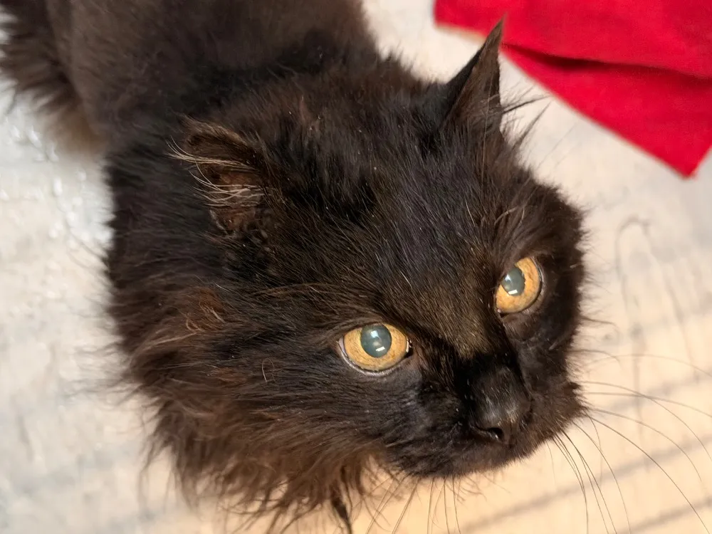 À l'adoption : Alphonse