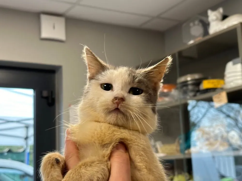 À l'adoption : Minnie