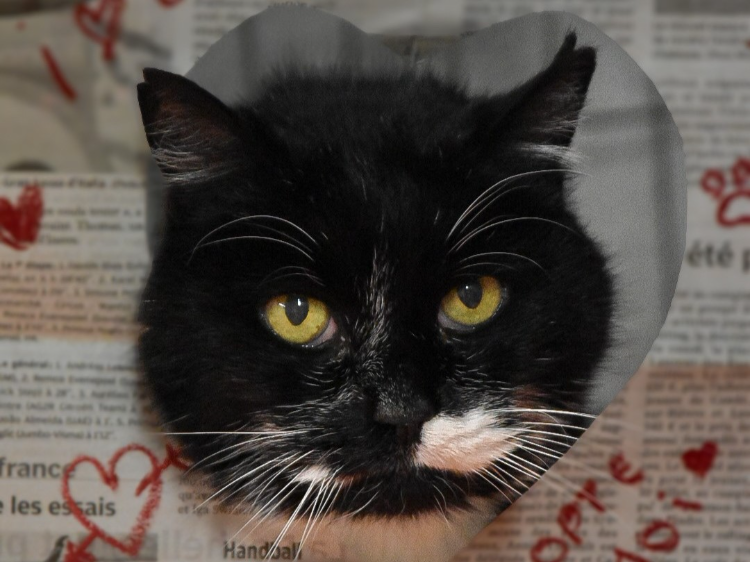 À l'adoption : Loocky