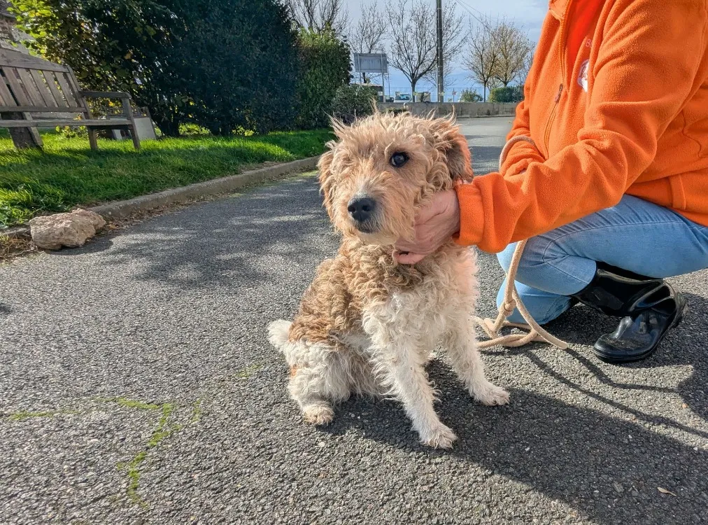 À l'adoption : Charlotte