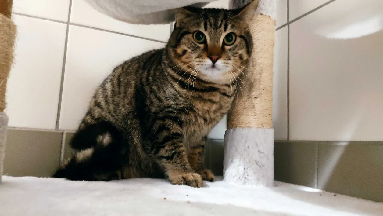 À l'adoption : Timi