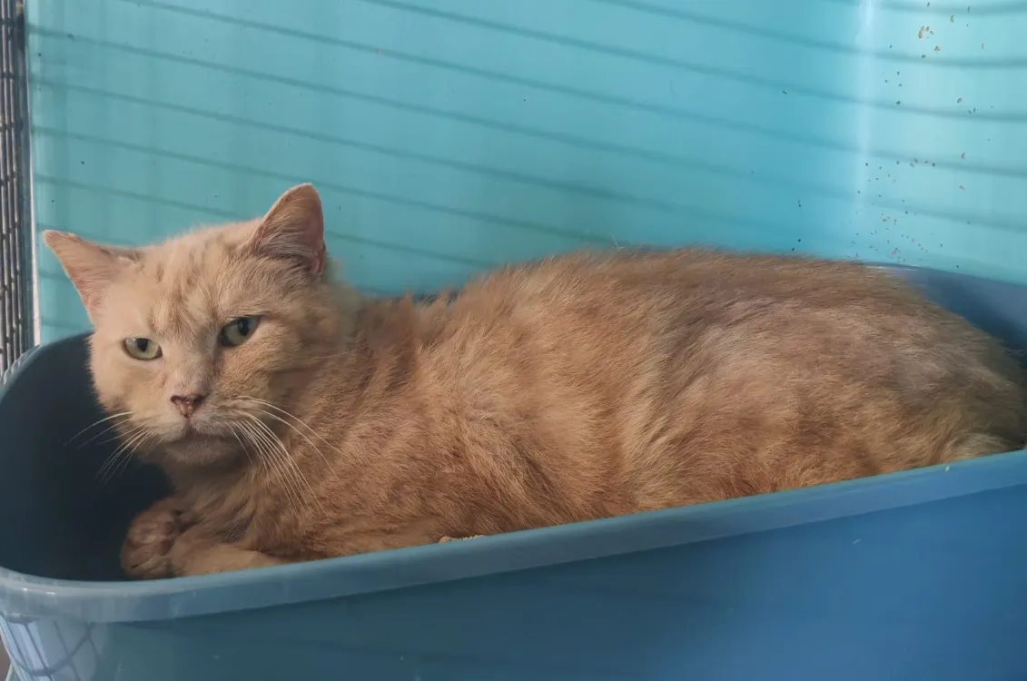 À l'adoption : Milo