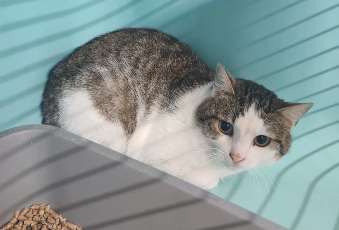 À l'adoption : Moon