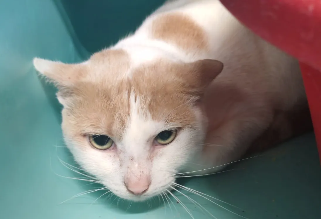 À l'adoption : Donald