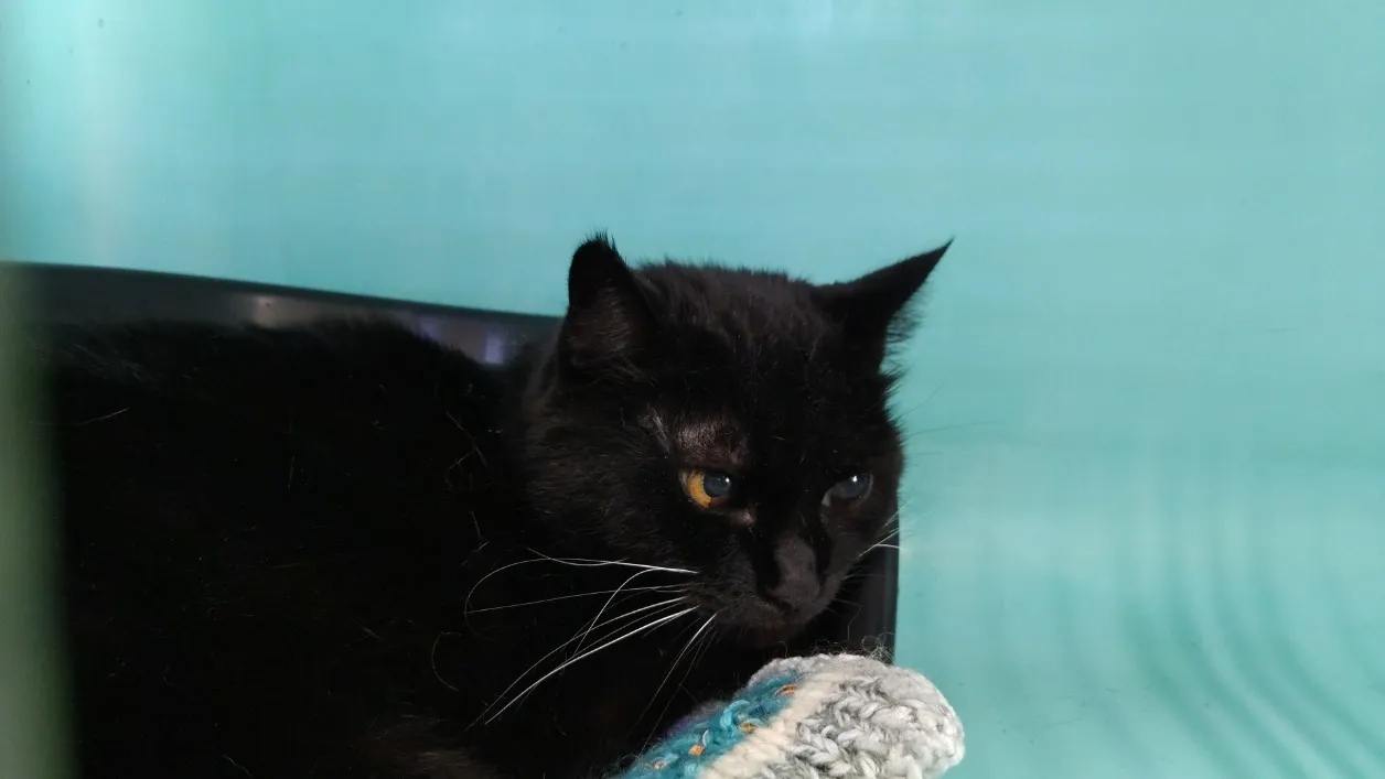 À l'adoption : Nénette