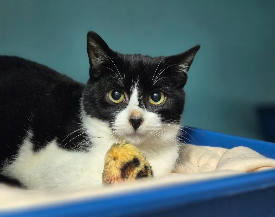 À l'adoption : Basset