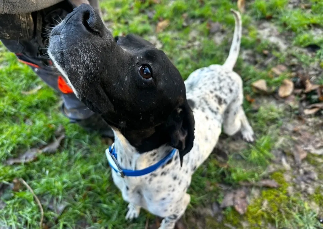 À l'adoption : Ragnard