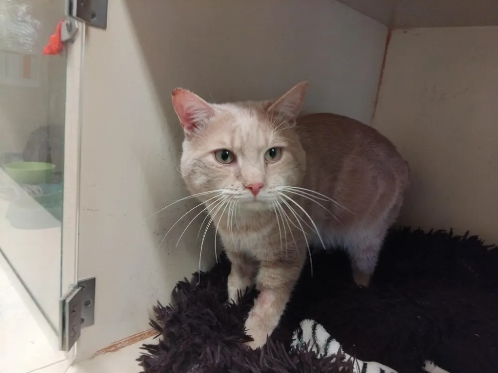 À l'adoption : Honey Pab28484