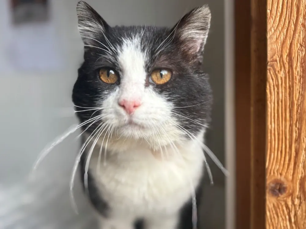 À l'adoption : Rudy