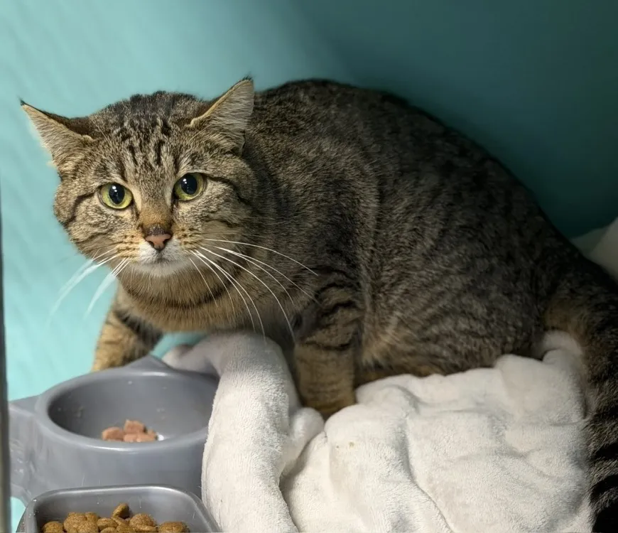 À l'adoption : Truffe Cab5176