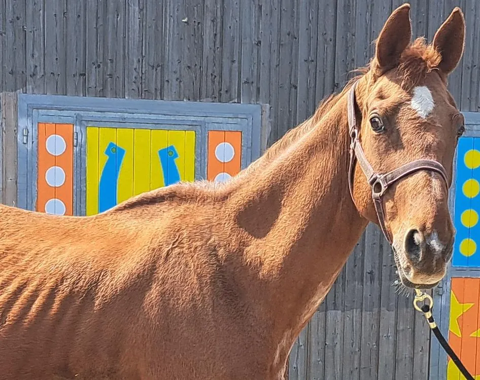 À l'adoption : Gucci