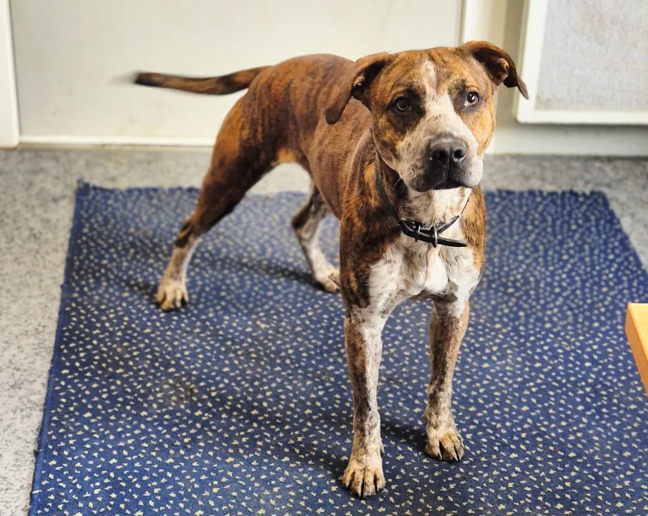 À l'adoption : Wyatt