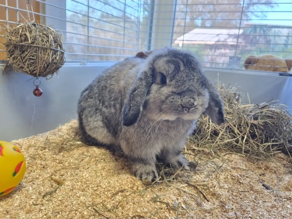 À l'adoption : Reglisse