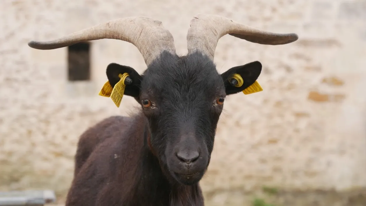 À l'adoption : Tipi