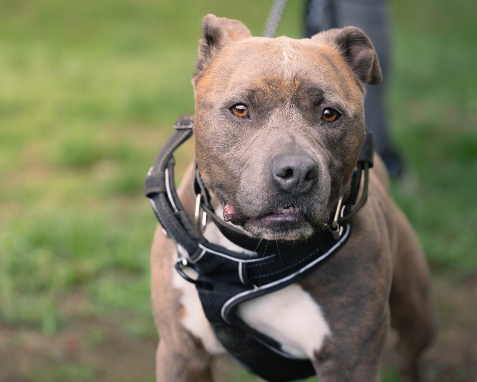 TAYSON