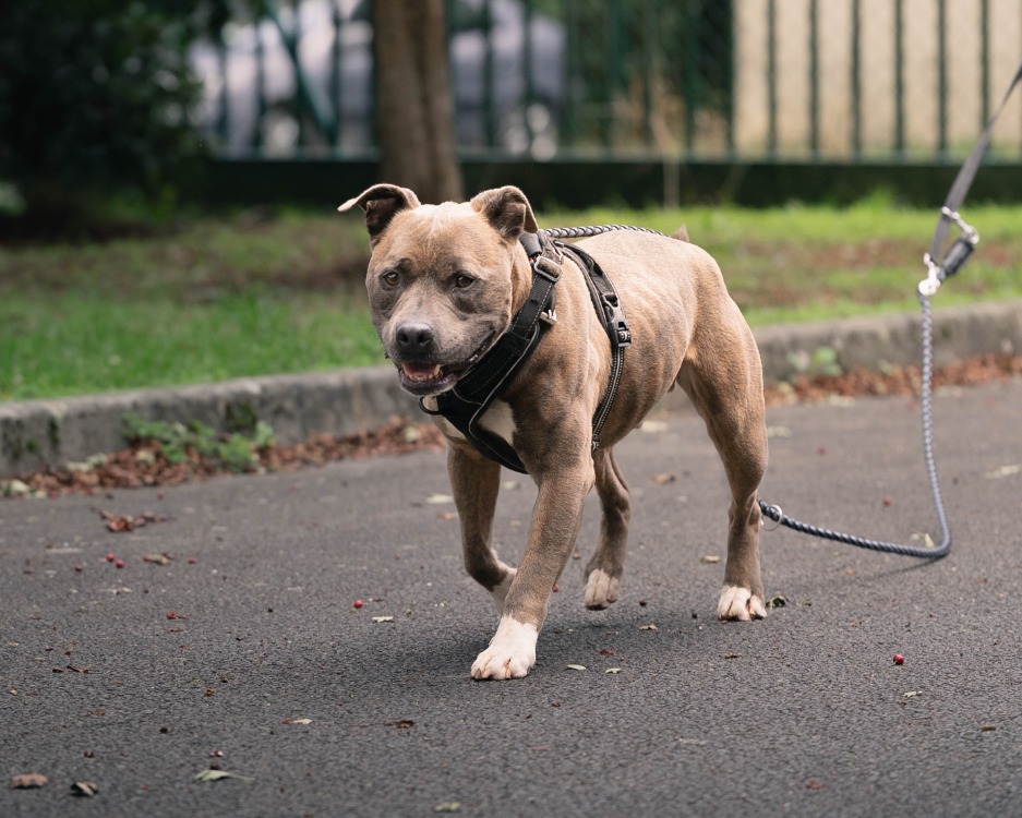 TAYSON