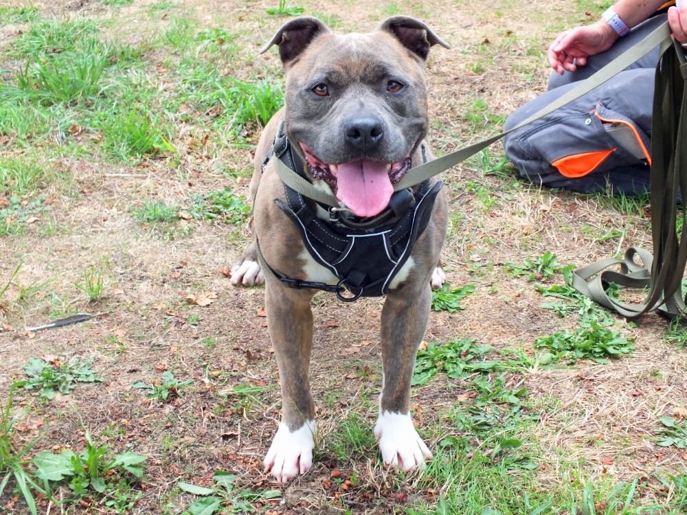 TAYSON