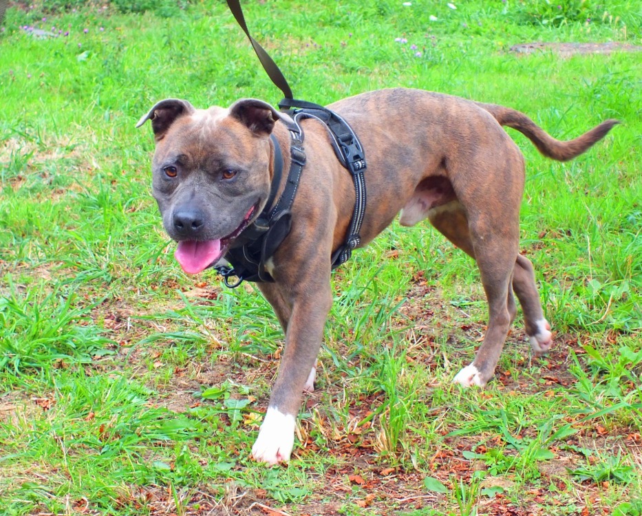 TAYSON