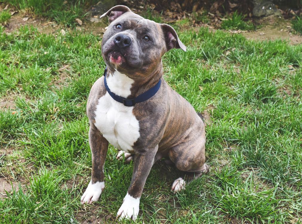TAYSON