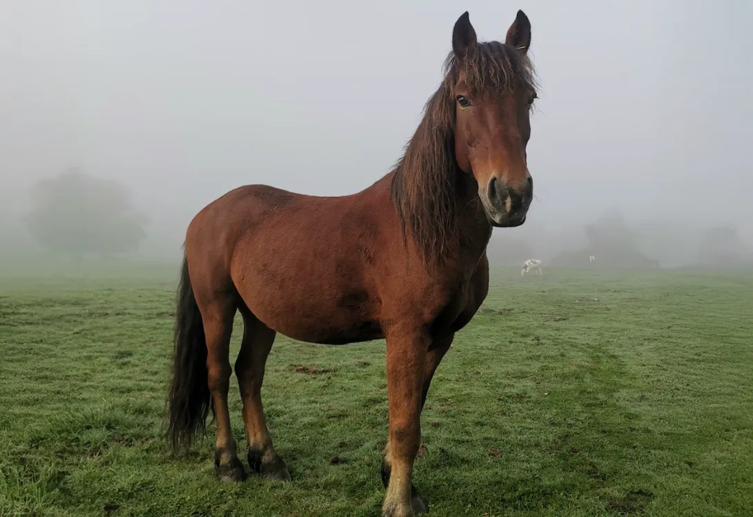 À l'adoption : Bach De Belnoe