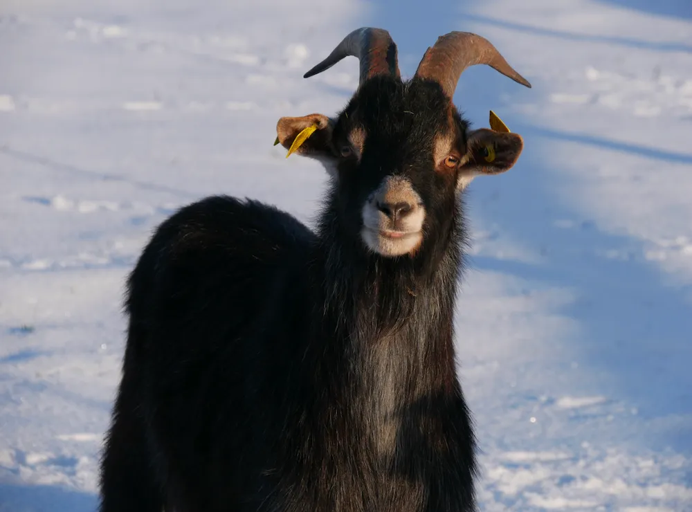 À l'adoption : Othani