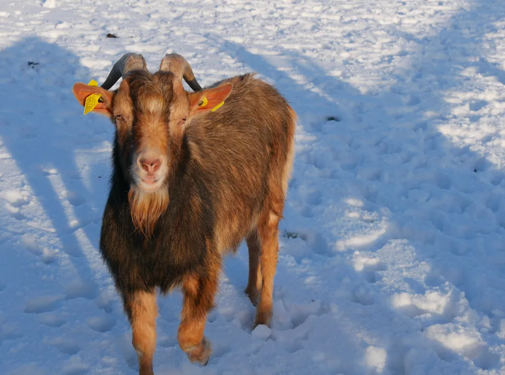 À l'adoption : Ichiro